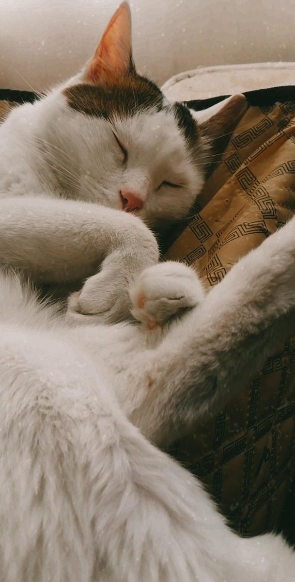 Nastaran taheripour tweet media