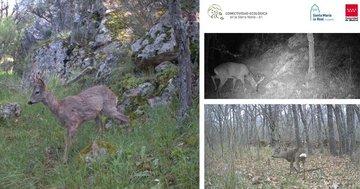 Fundación Santa María la Real (@fundacionsmlrph) on Twitter photo 🦌 ¿Sabías que el corzo (Capreolus capreolus) es el mesomamífero más abundante de la Sierra Norte de Madrid? 📍 Muy común en el Sistema Central.
Estudio realizado gracias a <a href="/ComunidadMadrid/">Comunidad de Madrid</a>
#Corzo #FaunaIbérica #SierraNorte #Biodiversidad #ConectividadEcológica #MadridNatural 🦌 ¿Sabías que el corzo (Capreolus capreolus) es el mesomamífero más abundante de la Sierra Norte de Madrid? 📍 Muy común en el Sistema Central.
Estudio realizado gracias a <a href="/ComunidadMadrid/">Comunidad de Madrid</a>
#Corzo #FaunaIbérica #SierraNorte #Biodiversidad #ConectividadEcológica #MadridNatural