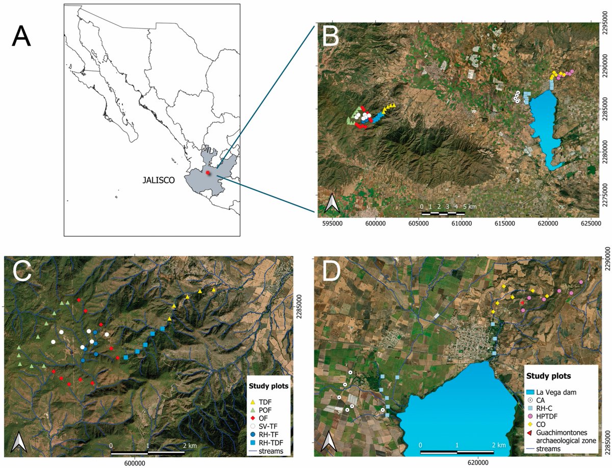 DiversityMDPI's tweet image. 🌿🦎Taxonomic and Functional Diversity of Reptiles in a Heterogeneous Landscape of Jalisco State, West-Central Mexico
by Verónica Carolina Rosas-Espinoza et al.
mdpi.com/1424-2818/16/7… | 3191 views
#Biodiversity #Reptiles #ConservationScience #Ecology #FunctionalDiversity