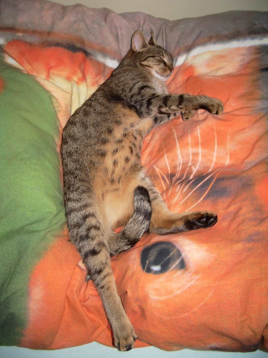zinnia_elegans1's tweet image. pals @Hedgewatchers, Junysek is #hedgewatch -ing in heavenly gardens. thank you all for your support, love and paws, you all helped us. our sweet boy stays with us forever, he sleeps in the garden with the other darlings. thank you Lily @lilyregale and Zinny #SuperSeniorCatsClub
