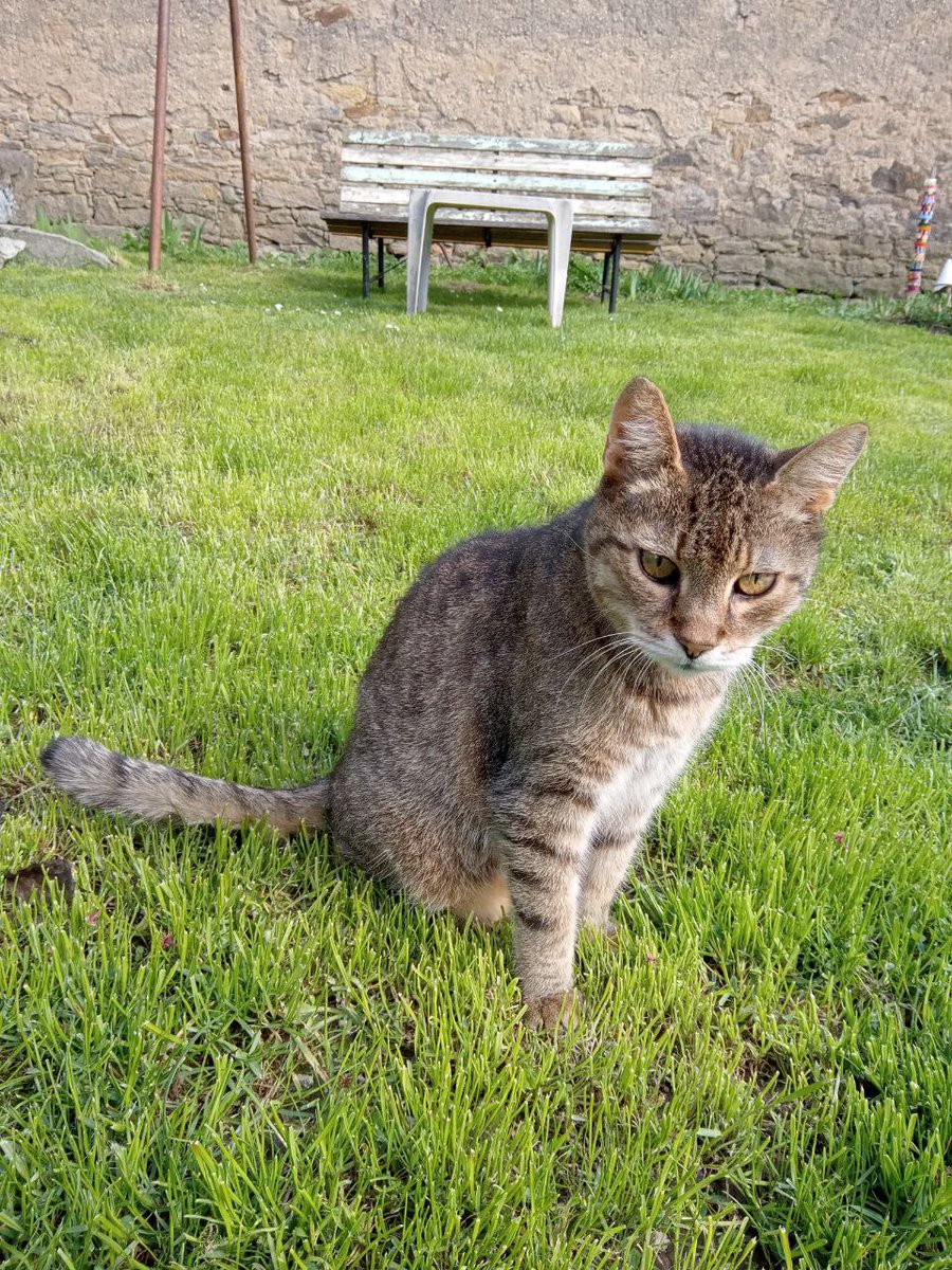 zinnia_elegans1's tweet image. pals @Hedgewatchers, Junysek is #hedgewatch -ing in heavenly gardens. thank you all for your support, love and paws, you all helped us. our sweet boy stays with us forever, he sleeps in the garden with the other darlings. thank you Lily @lilyregale and Zinny #SuperSeniorCatsClub