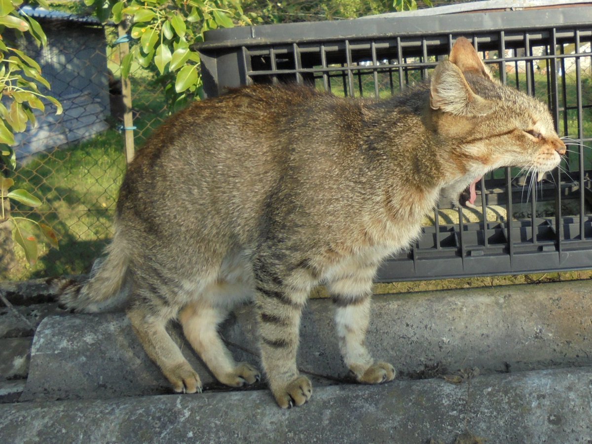 zinnia_elegans1's tweet image. pals @Hedgewatchers, Junysek is #hedgewatch -ing in heavenly gardens. thank you all for your support, love and paws, you all helped us. our sweet boy stays with us forever, he sleeps in the garden with the other darlings. thank you Lily @lilyregale and Zinny #SuperSeniorCatsClub
