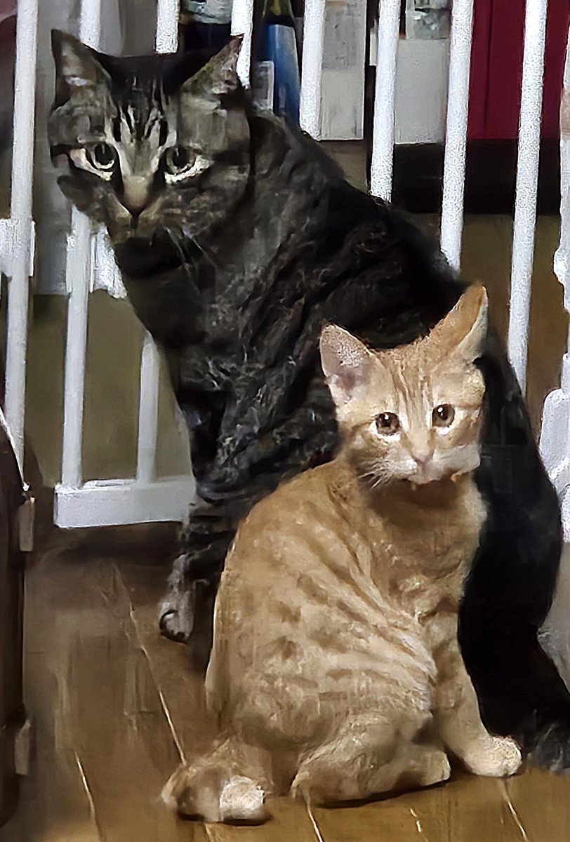 kft_qt's tweet image. こんばんにゃ〜
マロン🌰だよ〜ฅ^•ω•^ฅ

ぐりお兄ちゃん😼と
仲良くなったよ〜

みんなも ケンカしないで
仲良くなってね〜😺

 #保護猫を家族に 
 #猫好きさんと繋がりたい