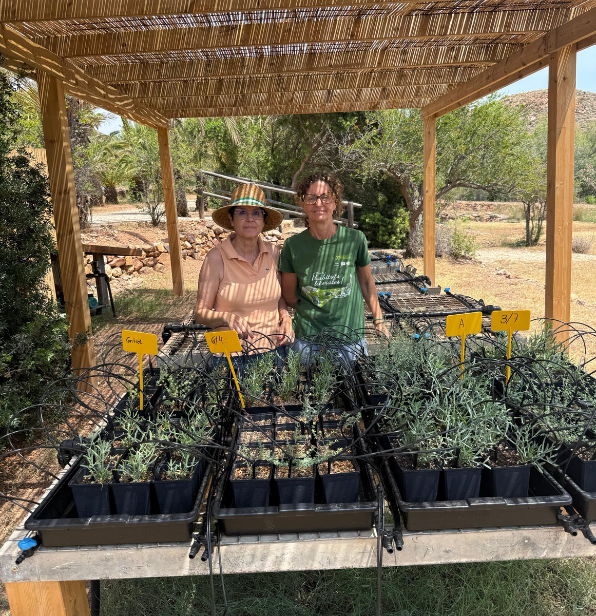 IfapaJunta's tweet image. El #IFAPA está aplicando compost del #alga asiática invasora como #sustrato en plantas autóctonas del Jardín Botánico El Albardinal 🪴
Estos ensayos buscan #valorizar residuos agroalimentarios y marinos, contribuyendo a la #sostenibilidad de los sistemas productivos andaluces ♻️