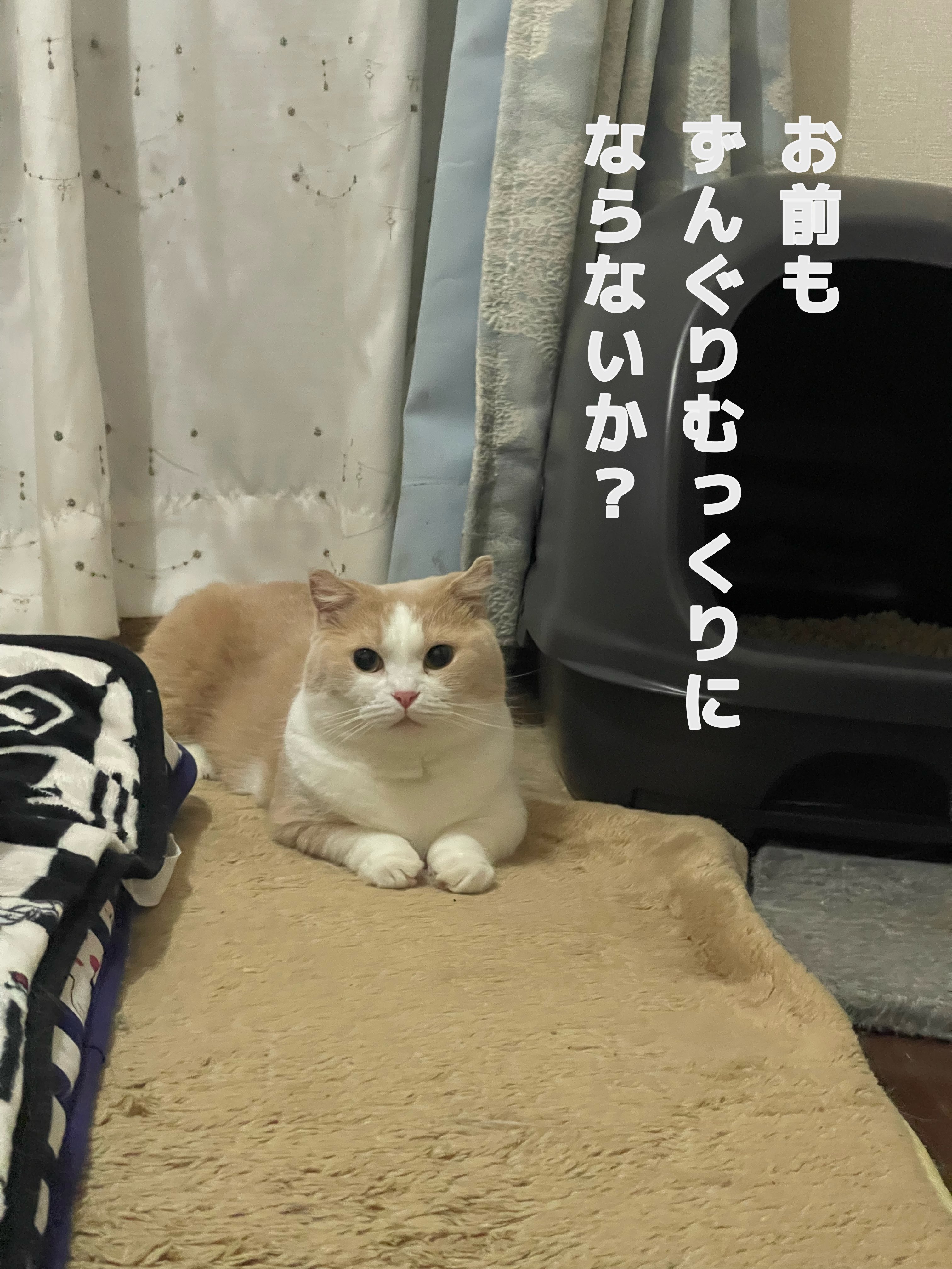 雨の日のねこ様♡ありがとうございます♡ 雨の日のねこ様♡ありがとうございます♡