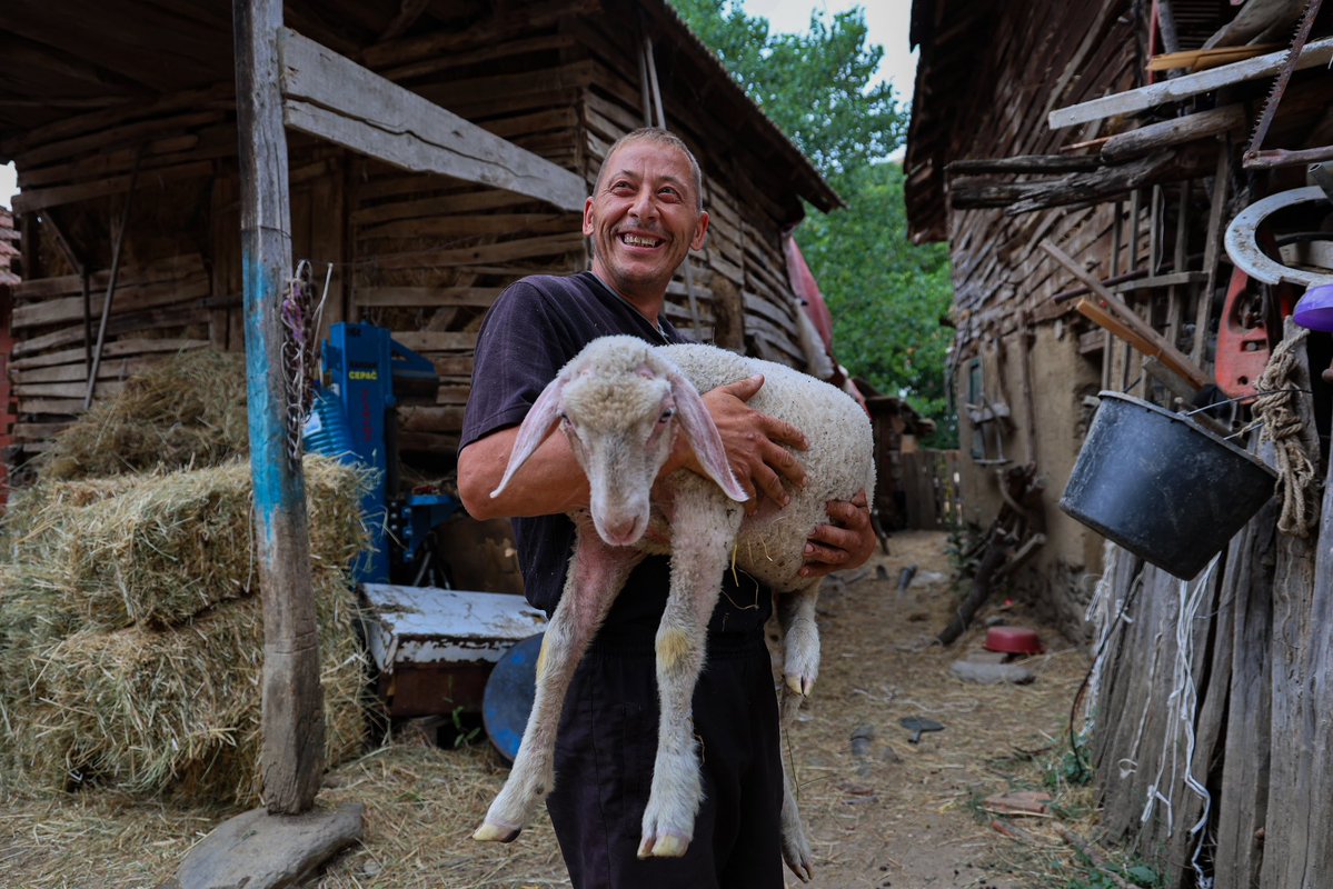 ArnoGujon's tweet image. 🕊️🇷🇸 We have completed the distribution of 154 farm animals and 75 greenhouses to hard-working families in Kosovo and Metohija!

The distribution of greenhouses, cows, sheep and goats has included 97 households this year. The new greenhouses will enable families to have their own…