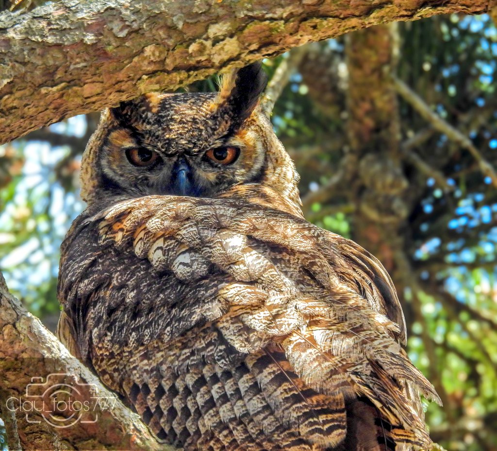 #Taxojueves #Strigidae
Ñacurutú (Bubo virginianus)
El búho más grande que habita nuestro país.
Solitario, a veces, en pareja.
De día, permanece entre la vegetación; por la noche sale a procurar alimento. Su dieta está compuesta de roedores, aves, reptiles, insectos, etc.