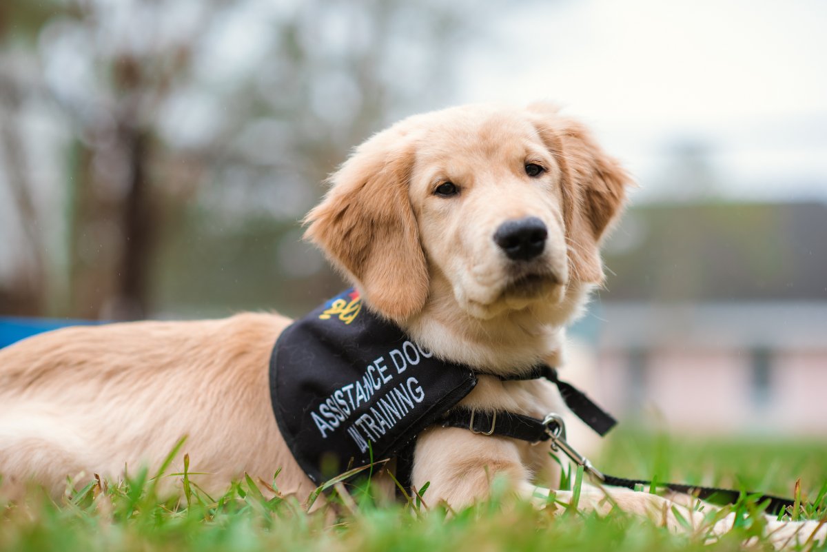CFCC (@cfcc) on Twitter photo We're excited to announce a new Assistance Dog Training program at CFCC offered in partnership with <a href="/paws4people/">paws4people</a>, a nationally recognized leader in assistance dog services!
Learn more about the Assistance Dog Training program!
cfcc.pulse.ly/7bsrd1o9vd We're excited to announce a new Assistance Dog Training program at CFCC offered in partnership with <a href="/paws4people/">paws4people</a>, a nationally recognized leader in assistance dog services!
Learn more about the Assistance Dog Training program!
cfcc.pulse.ly/7bsrd1o9vd