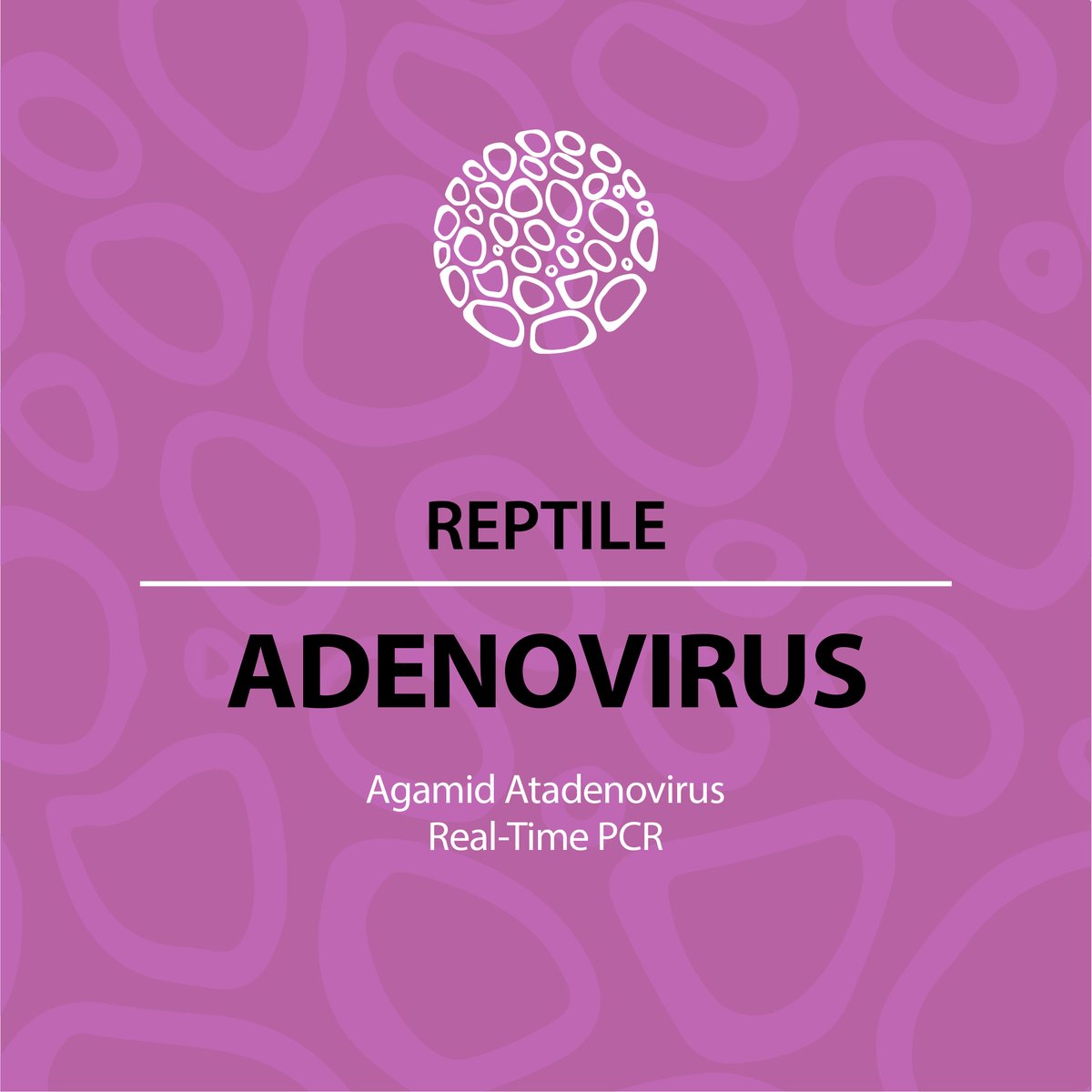 🧬 New Test Launch! Worried about Adenovirus in your reptile? Our Agamid Adenovirus-1 qPCR is now live — just £39.99 (was £49.99)!
✅ Vet-reviewed
✅ qPCR sensitivity
✅ Free tracked postage
🎥 loom.ly/SbtMDvI
📦 loom.ly/E8pVwZI
#ExoticsVet #BeardedDragon