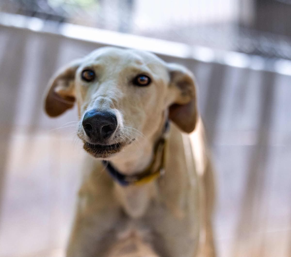 GalgosdelSol's tweet image. Remo is 3yrs old and has had a dreadful life.
He was handed in by a Galguero that had the chain so tight around his neck, we are surprised he could breathe.
Remo wasn’t happy in kennels, he went backwards and got quite reactive so we have moved him to a quieter area.
He’s doing…