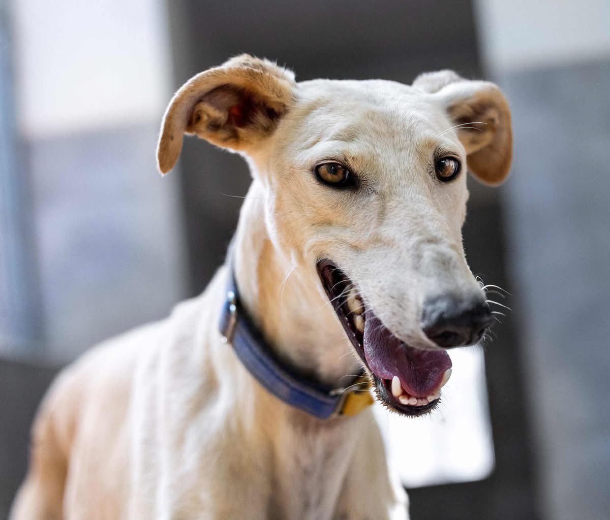 GalgosdelSol's tweet image. Remo is 3yrs old and has had a dreadful life.
He was handed in by a Galguero that had the chain so tight around his neck, we are surprised he could breathe.
Remo wasn’t happy in kennels, he went backwards and got quite reactive so we have moved him to a quieter area.
He’s doing…