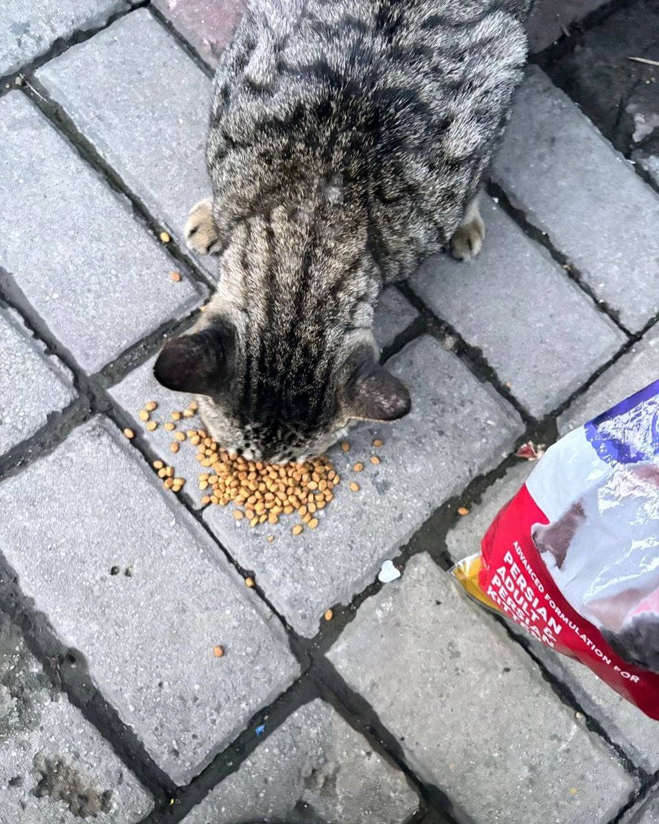 Thonnn INTEGRATED 🦍⚡️ (@anton_yoww) on Twitter photo #Myritualchain
His name is Pillow🐱
Feeding him has become my daily ritual and if Im late he gets mad like I work for him.
Funny thing is even though he acts tough we’re just two souls sharing love in our own little ways.
<a href="/ritualfnd/">Ritual Foundation</a>
Here my daily ritual mate <a href="/0xdenta/">Dénta (❖,❖)</a> #Myritualchain
His name is Pillow🐱
Feeding him has become my daily ritual and if Im late he gets mad like I work for him.
Funny thing is even though he acts tough we’re just two souls sharing love in our own little ways.
<a href="/ritualfnd/">Ritual Foundation</a>
Here my daily ritual mate <a href="/0xdenta/">Dénta (❖,❖)</a>