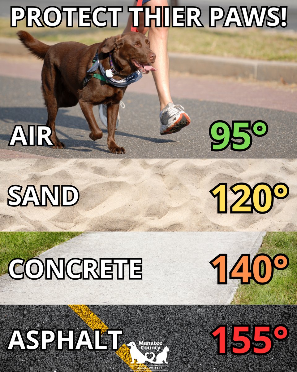 ManateeGov's tweet image. Hot pavement = burnt paws! If it’s too hot for your hand, it’s too hot for their paws.
👟 Walk dogs early morning or evening
🌳 Stick to grass and shade
🐾 Try paw balm or booties for extra protection