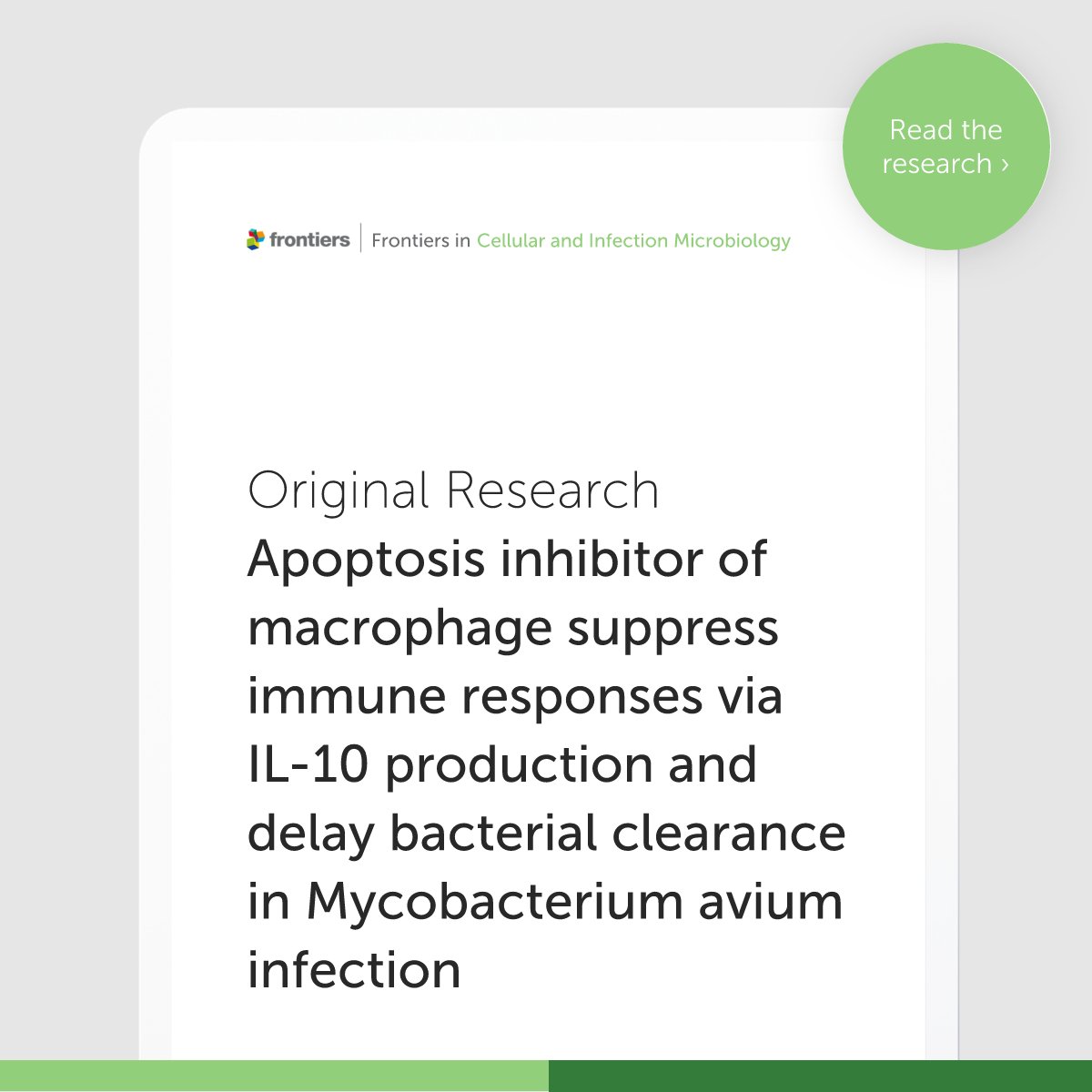 FrontInfectDis's tweet image. New study Microbes & Innate Immunity: Apoptosis inhibitor of macrophages boosts IL-10, suppresses immunity, and delays Mycobacterium avium clearance. Could targeting this pathway improve infection outcomes?
Read more in @FrontCellInfect: fro.ntiers.in/AyRg