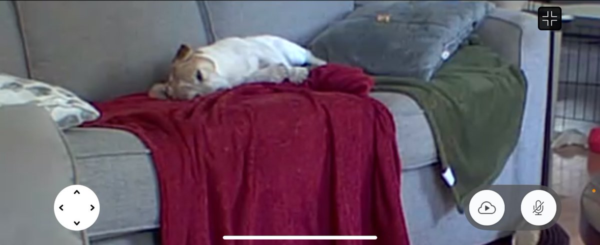 DaisyMaeJack's tweet image. Does this look like a dog who had her Daddy up at 3 AM this morning then her Mum up at 6 AM again just cuz she wanted to go outside? 🧐😏~Mum 💗#notacareintheworld #seniordog #dogsofX #tiredparents