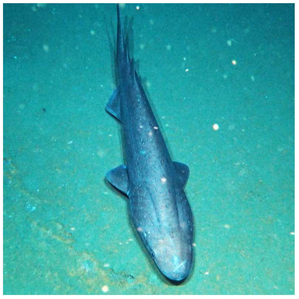 DiversityMDPI's tweet image. 🌊🦈 First Record of Bramble Sharks, Echinorhinus brucus (Echinorhiniformes, Echinorhinidae), in the United Arab Emirates
by John A. Burt et al.
mdpi.com/1424-2818/16/1… | 3061 views
#MarineBiodiversity #SharkConservation #EchinorhinusBrucus #GulfMarineEcosystems