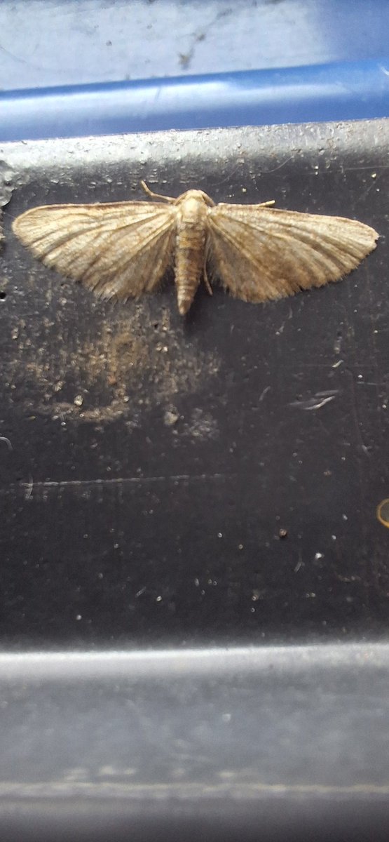 Hi sean could I just run these 2 past you,nfg
1 least yellow underwing 
2 haworths pug
Thanks as always <a href="/MOTHIDUK/">UK Moth Identification</a>