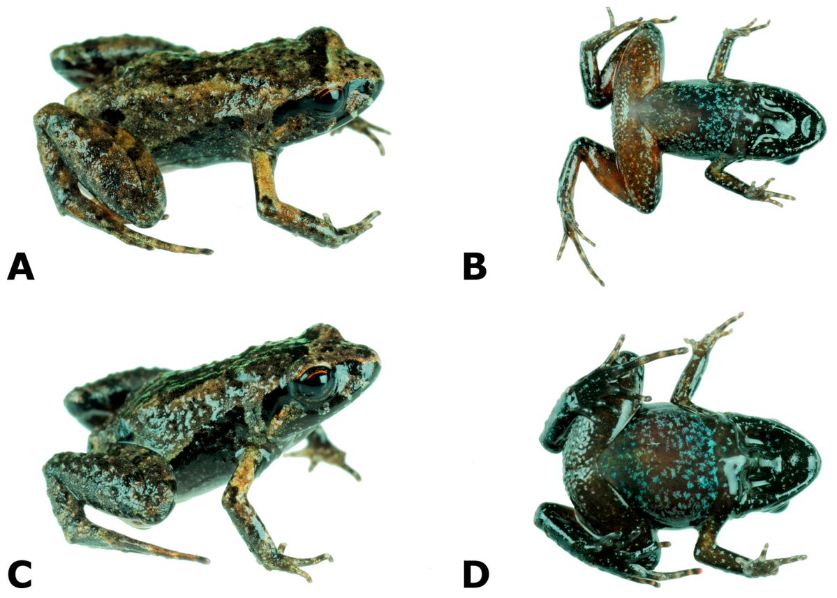 DiversityMDPI's tweet image. 🧬🐸The Rediscovery of Noblella peruviana after More than 115 Years Helps Resolve the Molecular Phylogeny and Taxonomy of Noblella (Amphibia, Anura, Strabomantidae)
by Rudolf von May et al.
mdpi.com/1424-2818/16/1… | 2993 views