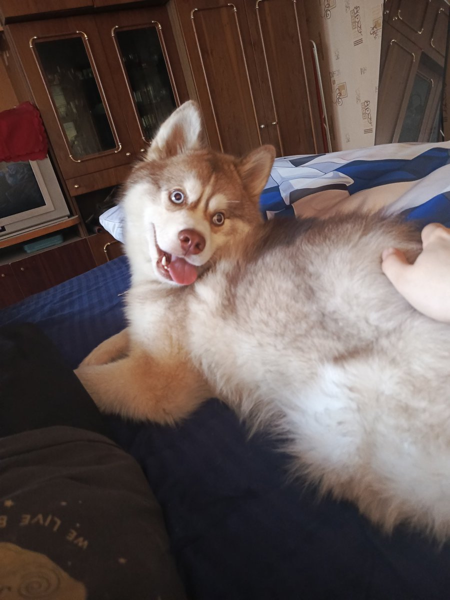 scaracoding's tweet image. Look at his stupid little face