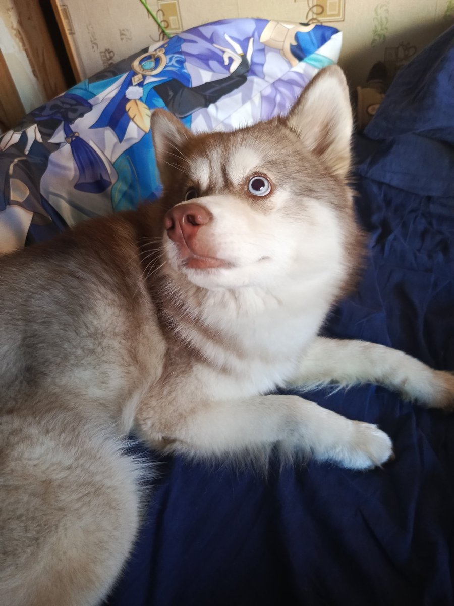 scaracoding's tweet image. Look at his stupid little face