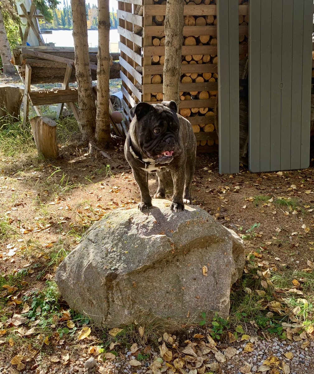 I always fancy HB in Autumn.

#ThrowbackThursday #bulldog #fashion