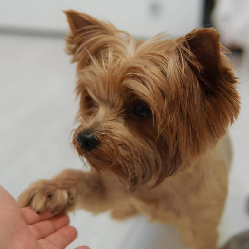 Останні новини не радують... 

Тому ТЕРМІНОВО потрібна доза позитиву!
Надсилайте фото своїх домашніх улюбленців👇