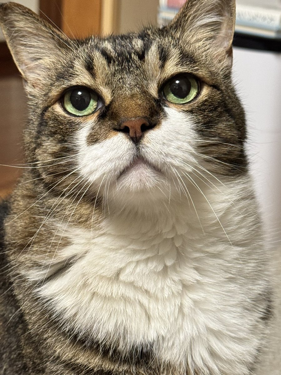 poncho_neko's tweet image. あそぼーーにゃお！
