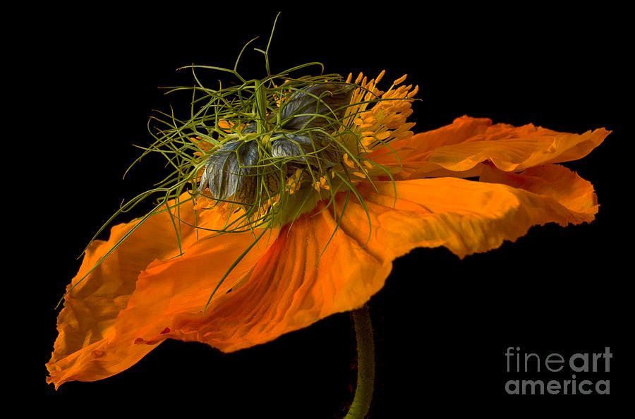 photographervin's tweet image. #Poppy alexander-vinogradov.pixels.com/featured/1-pop…
#avinogradovflower #photographyisart #nature #AlexanderVinogradov #photoghraphy #flower #floralart #botanical #beautiful #macro #print #giftidea #buyintoart #ArtSale #wallart #YearforArt #ArtLover #BeautyinArt #FlowersOnX #garden #fineartphotography