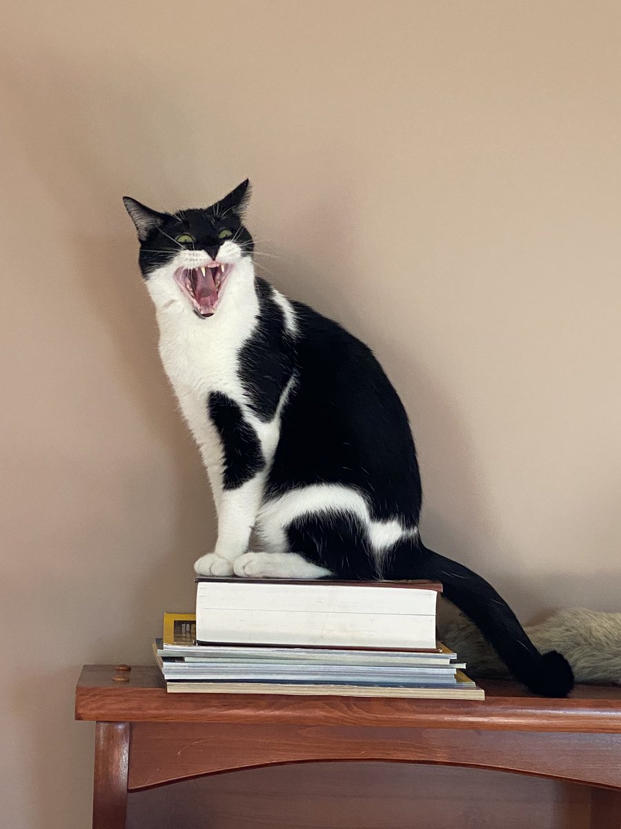 CatReal's tweet image. Feed me!!! #cats #CatsOfTwitter #CatsLover #CatsAreFamily