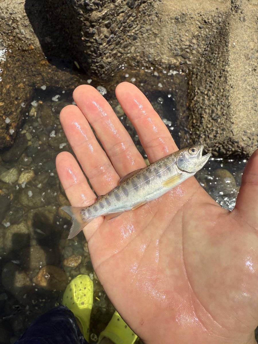 tomoniine's tweet image. 川が暑すぎて渓流魚が茹で上がってる