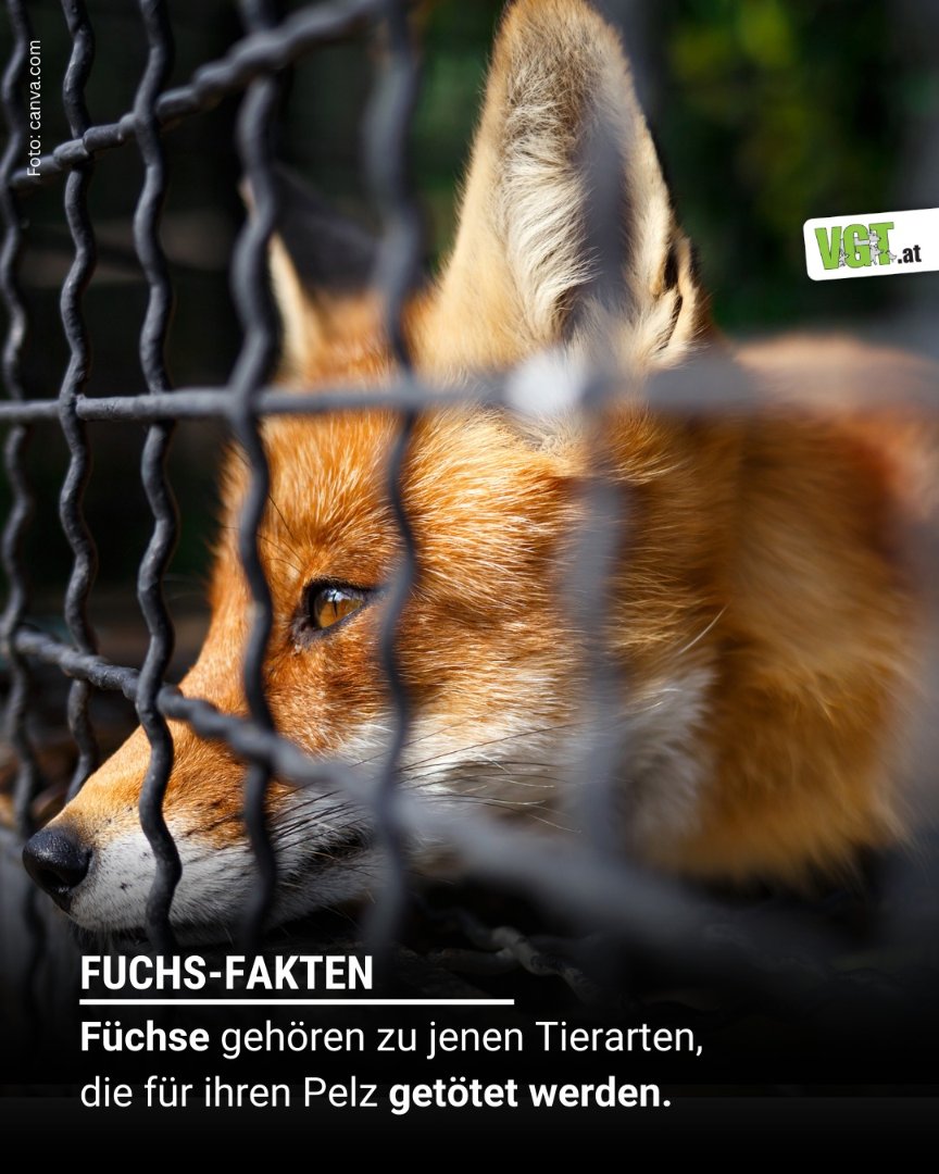 🦊 Füchse werden für ihren Pelz getötet - In Österreich sind Pelzfarmen seit 2005 verboten, der Import und Verkauf von Pelzprodukten ist jedoch weiterhin erlaubt 🥺 
Weitere Fuchs-Fakten findest du hier: vgt.at/de/aktuelles/d…