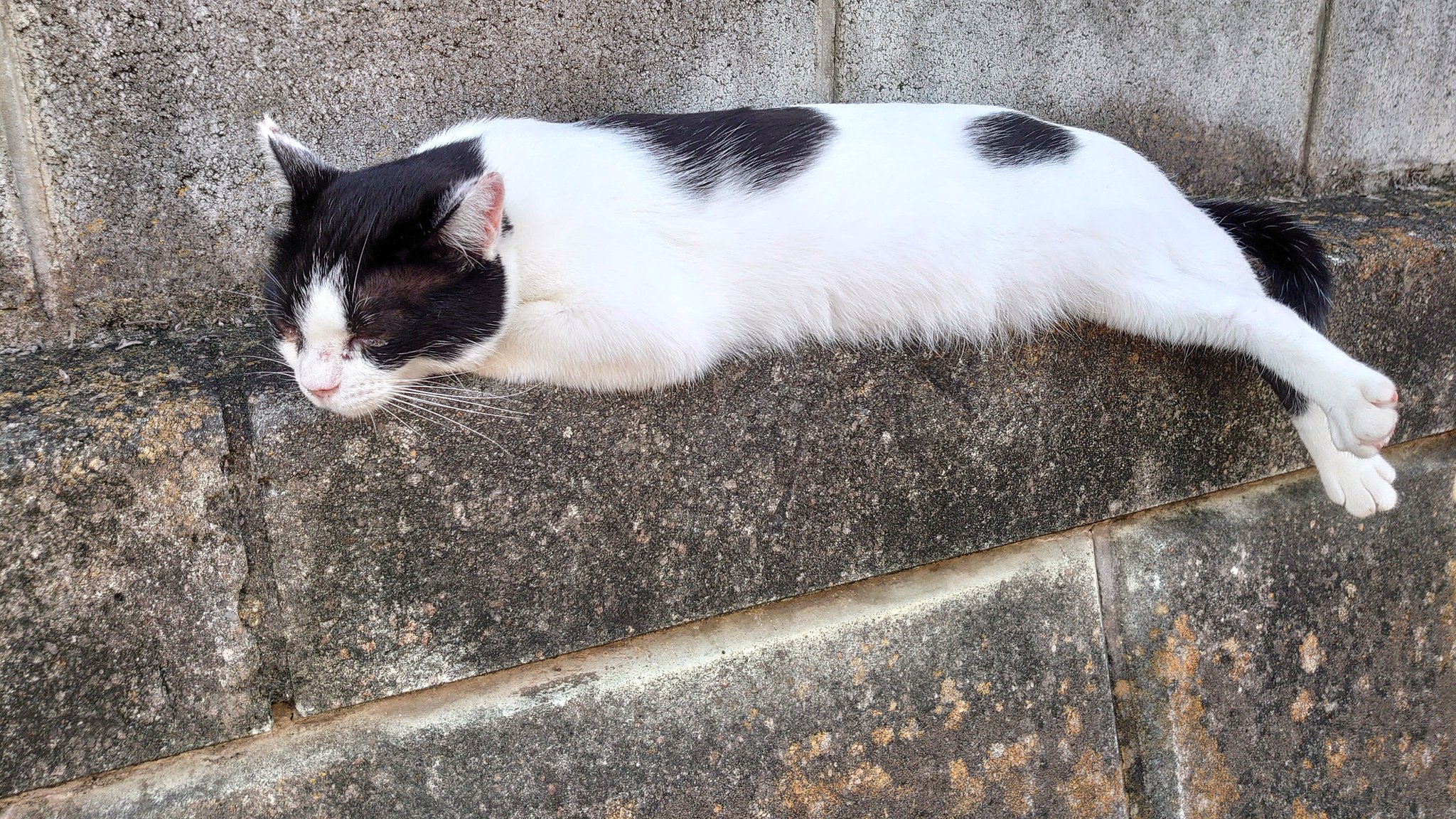 海猫 ゼイタ🍵 on X: 