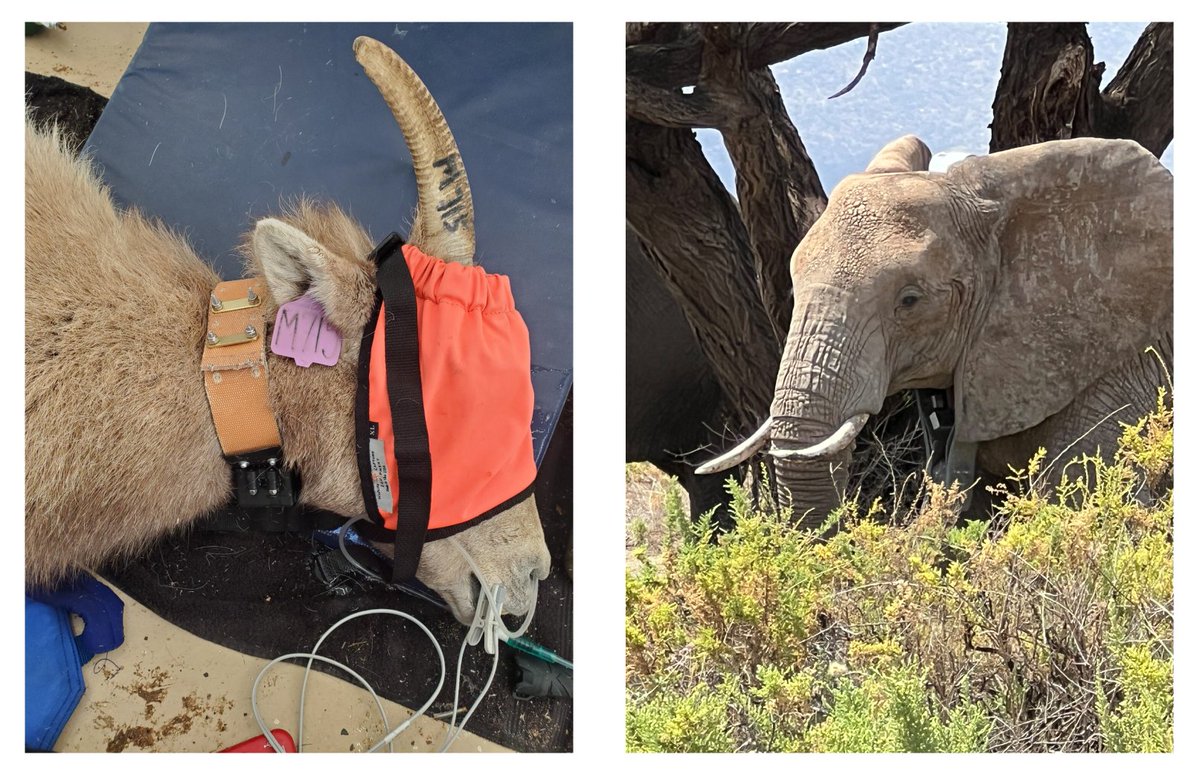 Journal of Sensor and Actuator Networks (@jsan_mdpi) on Twitter photo 📢We are happy to let you know that our #newpaper "#Animal-Borne Adaptive Acoustic Monitoring" is now online and can be read for free.
By Devin Jean et al.
🔗mdpi.com/2224-2708/14/4…
#Bioacoustics #WildlifeMonitoring
<a href="/MDPI/">MARIA DEL PINO ILLAD</a>
<a href="/MDPIEngineering/">MDPI Engineering</a>
<a href="/JSAN_MDPI/">Journal of Sensor and Actuator Networks</a> 📢We are happy to let you know that our #newpaper "#Animal-Borne Adaptive Acoustic Monitoring" is now online and can be read for free.
By Devin Jean et al.
🔗mdpi.com/2224-2708/14/4…
#Bioacoustics #WildlifeMonitoring
<a href="/MDPI/">MARIA DEL PINO ILLAD</a>
<a href="/MDPIEngineering/">MDPI Engineering</a>
<a href="/JSAN_MDPI/">Journal of Sensor and Actuator Networks</a>