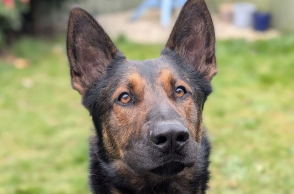 PoliceMutual's tweet image. The nose knows - PD Max from @gwentpolice sniffs out offenders with driving offences.
orlo.uk/ctPM9
