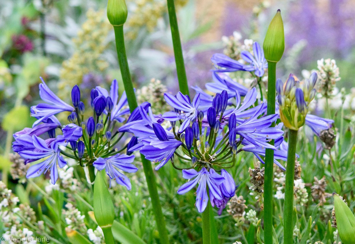 VenetiaJane's tweet image. The Agapanthus, or ‘Lily of the Nile’, is the ‘flower of love’, its name derived from the Greek agapē (love) and anthos (flower). A piece of its root kept as an amulet is said to protect those who suffer from astraphobia—the fear of storms and thunder. #FolkloreThursday