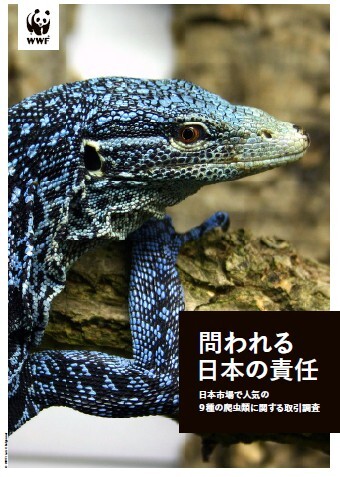 WWFJapan's tweet image. 【プレスリリース】本日、日本で人気がある9種の爬虫類に関する報告書『問われる日本の責任-日本市場で人気の9種の爬虫類に関する取引調査』を発表しました。リリースはこちら👉wwf.or.jp/press/6010.html
#爬虫類 #エキゾチックペット #ワシントン条約