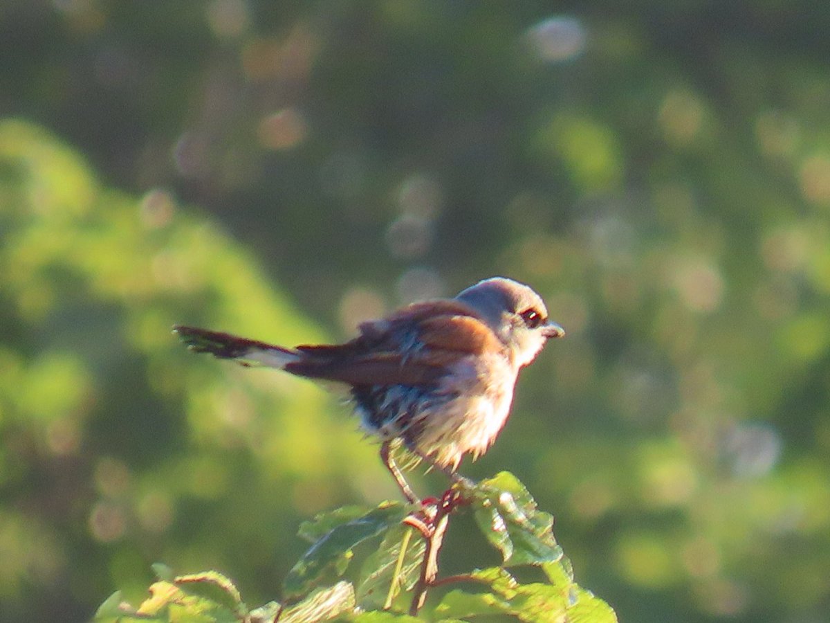 HanneleLaukka's tweet image. Pikkulepinkäinen, Lanius collurio
Koiras aikaisen aamun toimissaan.
#Birds
