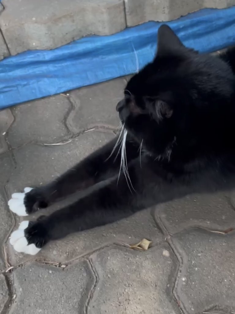 half_straycat's tweet image. Oreo showing off his white socks 🧦🤍