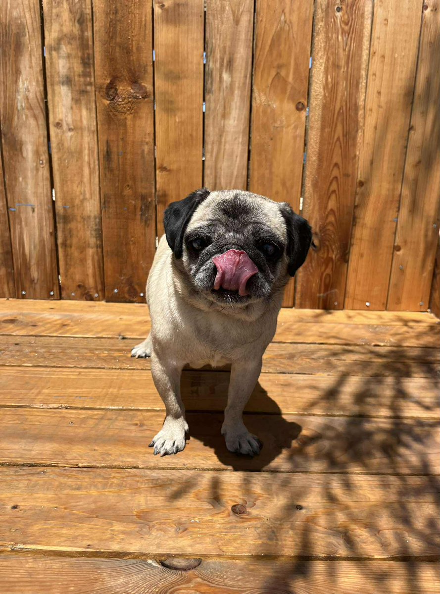 BERRY
PUG
DİŞİ
BURSA

İLETİŞİM:📞 +90 (507) 690 05 53
10.00/18.00 saatleri arasında iletişime geçebilirsiniz.

Sessiz, sakin bir can... Gözlerinde katarakt var ama hâlâ etrafını görebiliyor. Şimdi tek ihtiyacı, ikinci baharını geçireceği sevgi dolu bir yuva.

Onun ömürlük yuvası