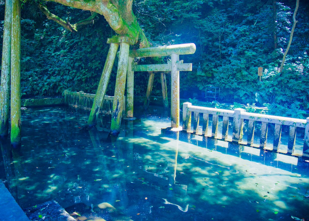 anzendie1's tweet image. 神が棲む池