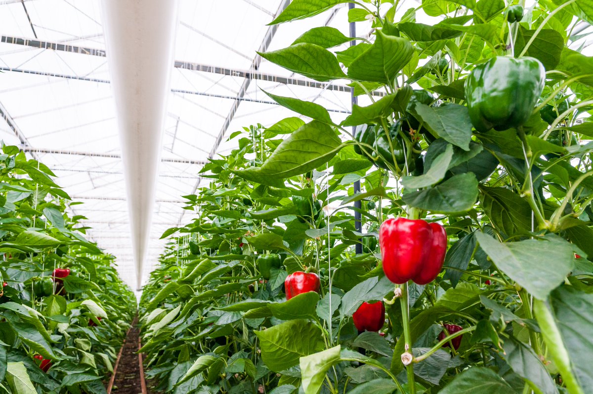 🆙La compañía <a href="/sipcam_iberia/">SIPCAM Iberia</a> apuesta por soluciones aptas para #agricultura ecológica y convencional con bioestimulación en fases clave

Si quieres comenzar con buen pie la campaña, no dejes de leer este artículo 🧐

🔗 fhalmeria.com/noticia-36611-…