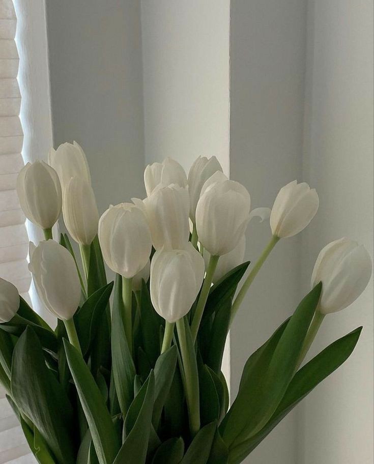 tutututututulip's tweet image. I&apos;d love some advice—can I start sharing lilies and tulips content on this account