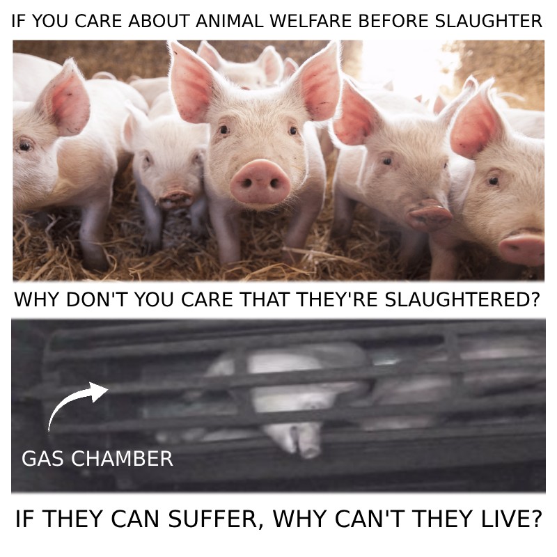 VeganPostMortem's tweet image. Surely if suffering is bad, then killing them is also wrong?
#GoVegan