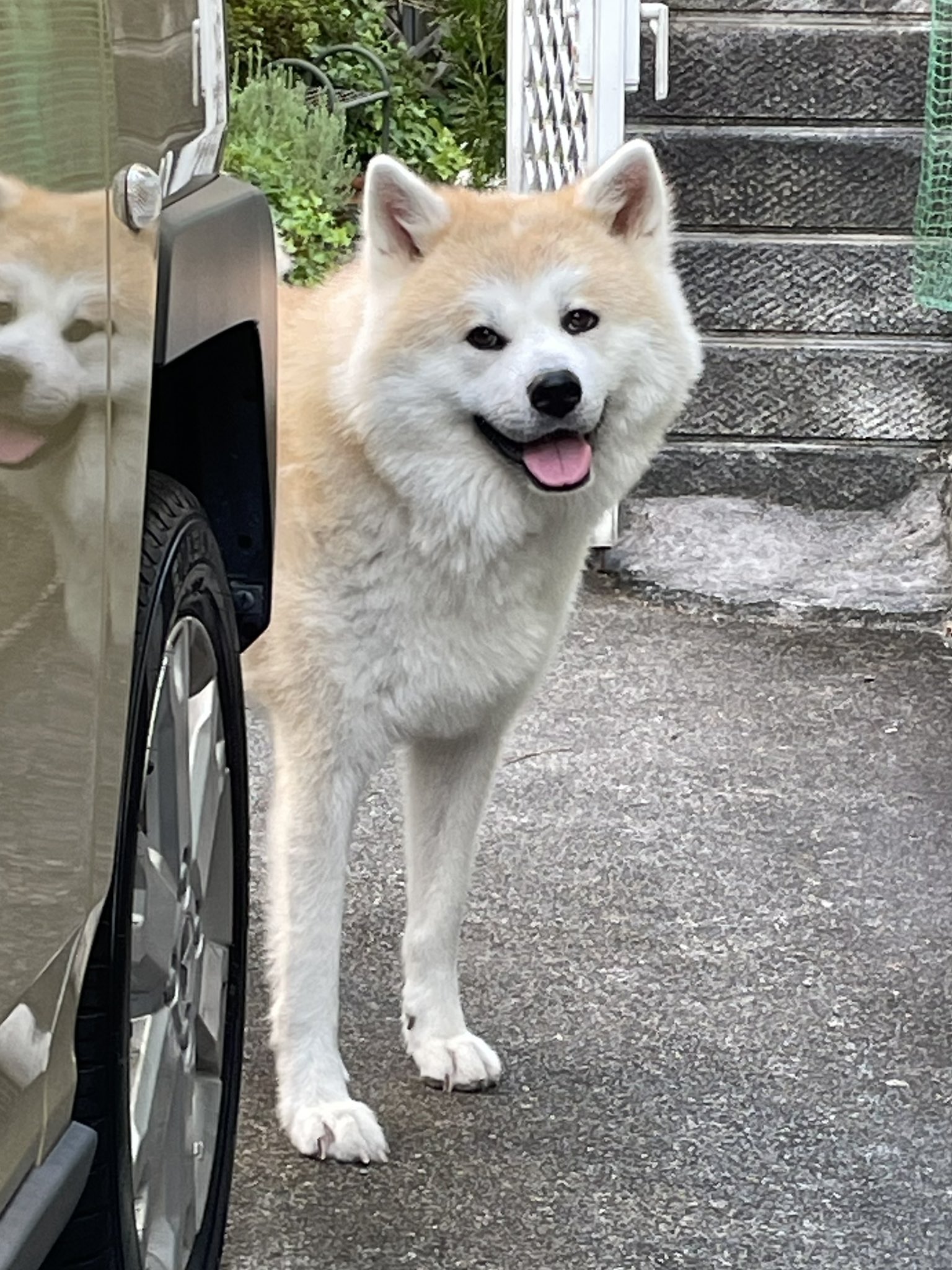 くり　もじゃ犬　うたたね　白オレンジ ちょっと調子に乗ってきた子犬が可愛すぎる笑 - YouTube