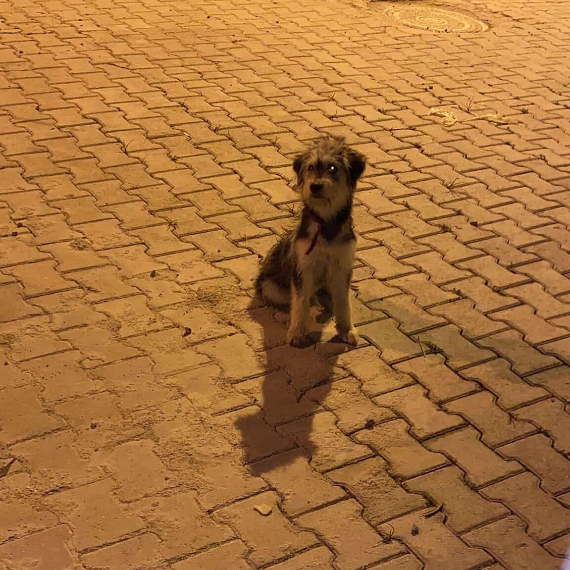 Merhaba, Hatay/Defne Harbiye Mah. Fitjoy çevresinde bu köpek 2 gündür buralarda dolanıyor büyük köpekler sıkıştırıyor kendisini, tüyleri bakımlı belli ki yeni kaybolmuş sahipliydi kaybı olan var mı

İnstagram  <a href="/hatay/">Hatay</a>.sahiplendirme 

#SokakHayvanlarıSahipsizDeğil