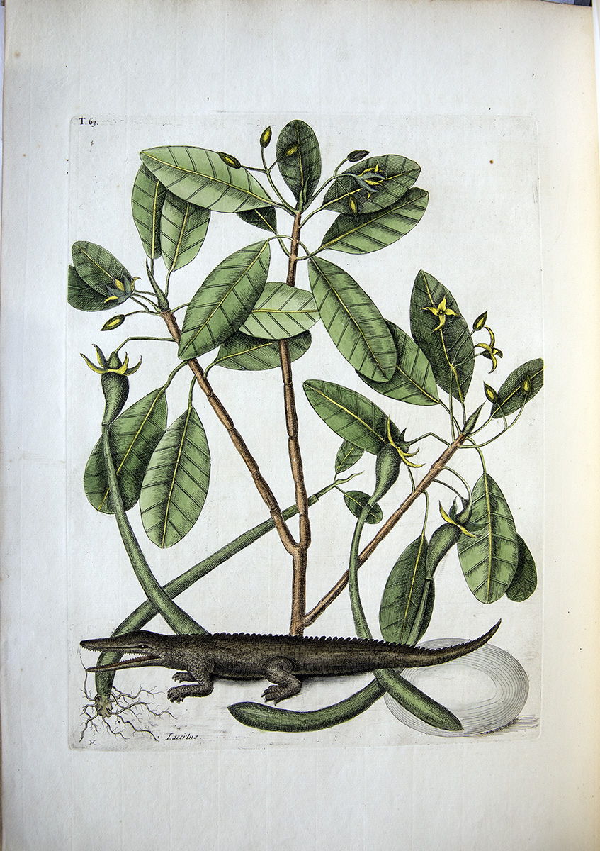 ZSLLibrary's tweet image. Alligator with mangrove tree in Mark Catesby's "The natural history of Carolina, Florida and the Bahama Islands", publ. 1731-43.
Today is #InternationalMangroveDay
More about -
Mark Catesby: zsl.org/news-and-event…
ZSL & mangrove conservation: zsl.org/what-we-do/hab…