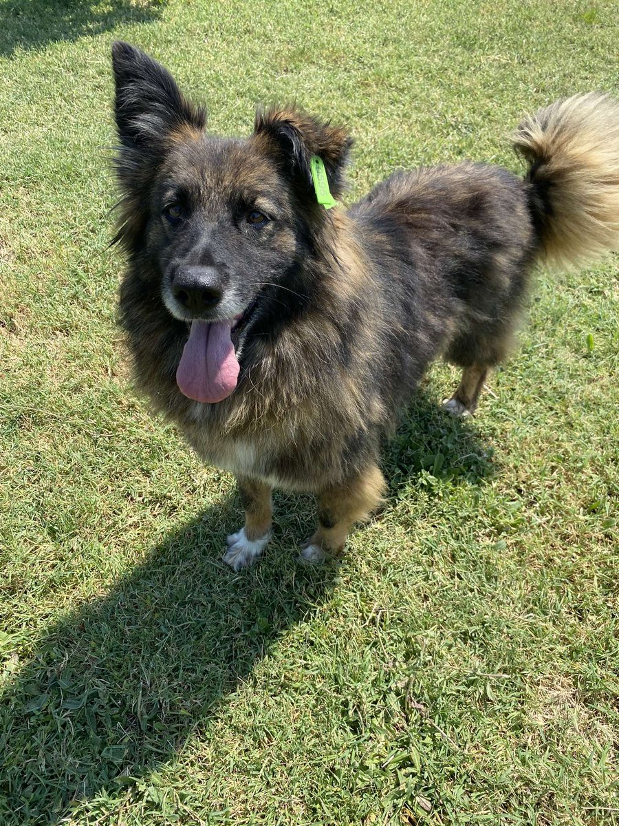 RUSTY
Avustralya Çoban Mix
DİŞİ
BURSA

İLETİŞİM:📞 +90 (532) 274 86 07
10.00/18.00 saatleri arasında iletişime geçebilirsiniz.

Osmangazi bakım evinden koruma altına aldığımız Rusty, oldukça enerjik ve iyi huylu bir dost. İnsanlara aşık olan dostumuzun tek hayali tekrar yuvasının