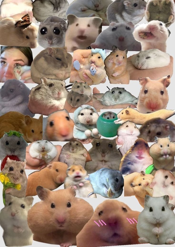 Tweets Of Hamster (@tweetsofhamster) on Twitter photo 