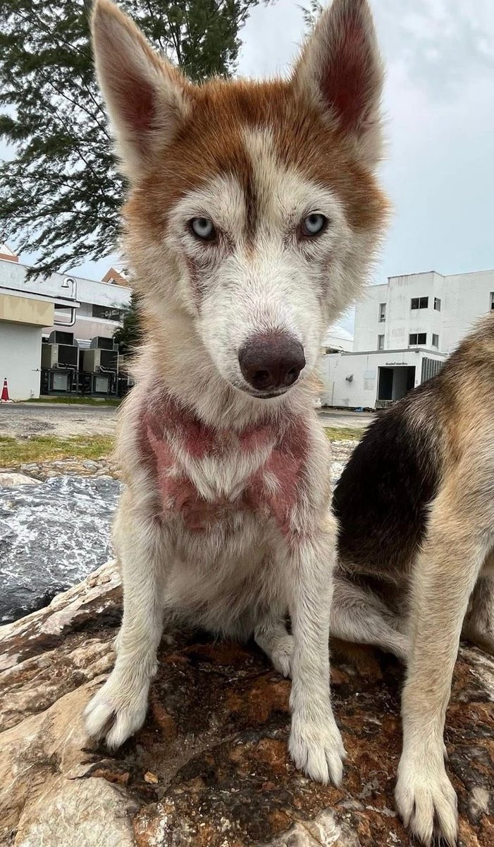 People starting spotting this Husky on the streets here in Thailand and sending it to me. 

It took us about a week to catch her. 

What a story she has to tell (1/7) 🧵