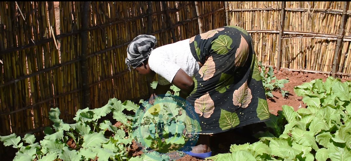YICOD is happy to see the progress made by the rights-holders in the Dedza district. After receiving vegetable seeds, they successfully established kitchen gardens and group gardens using mini-drip irrigation, cultivating Amaranthus, Mustard, Tomato &amp; Rape to enhance livelihoods.